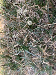 Carex nardina