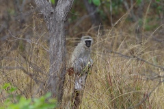Chlorocebus pygerythrus pygerythrus