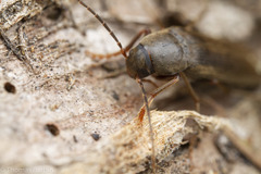Melandryidae