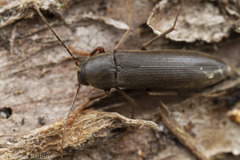 Melandryidae