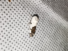 Tarache tetragona