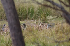 Chlorocebus pygerythrus pygerythrus