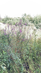 Magnoliopsida