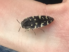 Acmaeodera macra
