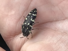 Acmaeodera macra