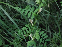 Vicia lutea