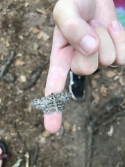 Hypomecis umbrosaria