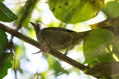 Arizelocichla fusciceps