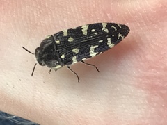 Acmaeodera macra