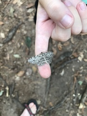 Hypomecis umbrosaria