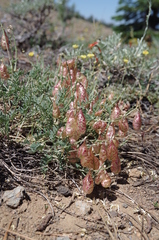 Astragalus whitneyi