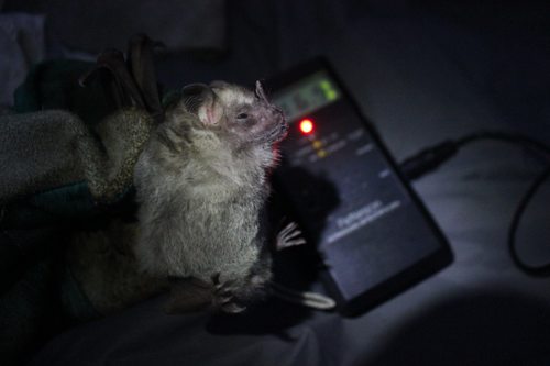 photo of Fraternal Fruit-eating Bat (Artibeus fraterculus)