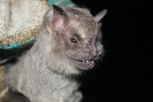 photo of Fraternal Fruit-eating Bat (Artibeus fraterculus)