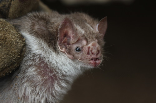 photo of Common Vampire Bat (Desmodus rotundus)