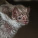 photo of Common Vampire Bat (Desmodus rotundus)