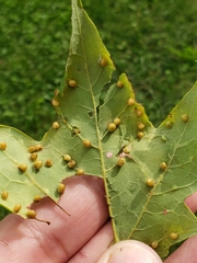 Dasineura communis