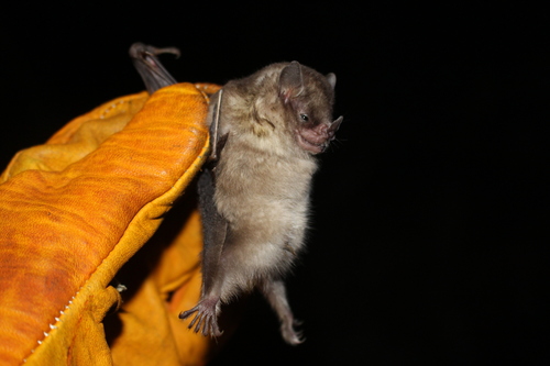 photo of Bogotá Yellow-shouldered Bat (Sturnira bogotensis)