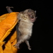 photo of Bogotá Yellow-shouldered Bat (Sturnira bogotensis)