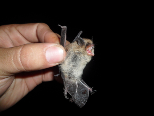 photo of Atacama Myotis (Myotis atacamensis)