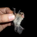 photo of Atacama Myotis (Myotis atacamensis)