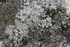 Trapeliopsis granulosa