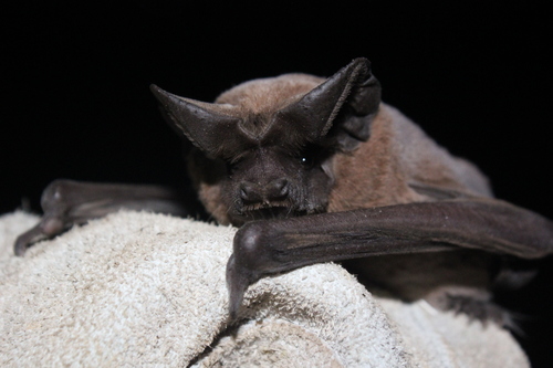 photo of Peale's Free-tailed Bat (Nyctinomops aurispinosus)