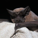 photo of Peale's Free-tailed Bat (Nyctinomops aurispinosus)