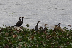 Microcarbo africanus