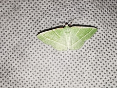 Dichorda illustraria