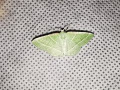 Dichorda illustraria