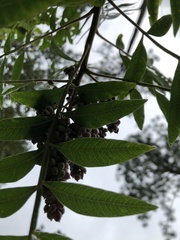 Rhus copallina image