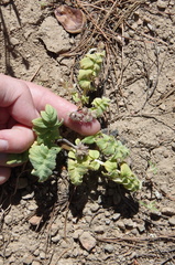 Hydrophyllum capitatum