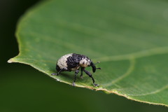 Sternuchopsis trifida
