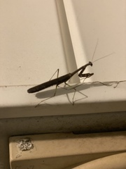 Stagmomantis carolina