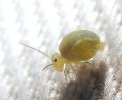 Sminthurus viridis