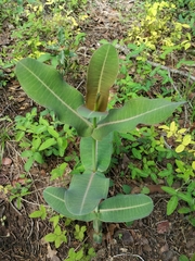 Asclepias elata