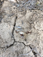 Formica subpolita