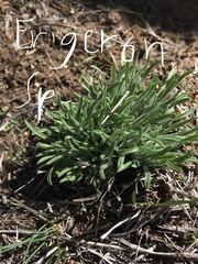 Erigeron pumilus