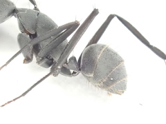 Camponotus eugeniae