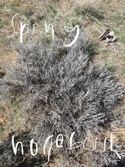 Tetradymia canescens