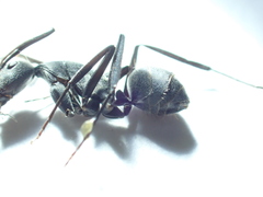 Camponotus eugeniae