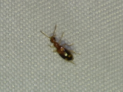 Stricticomus tobias
