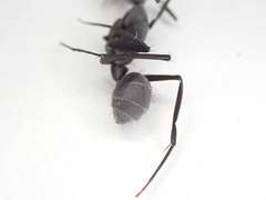 Camponotus eugeniae