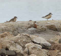 Charadrius asiaticus