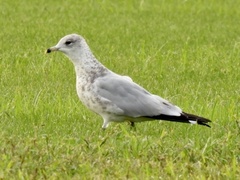 Larus delawarensis