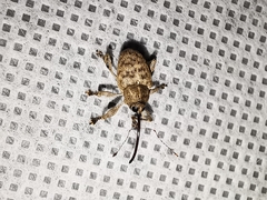 Curculio proboscideus