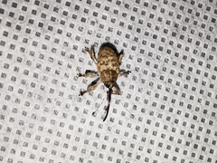 Curculio proboscideus