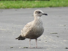 Larus argentatus