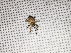 Curculio proboscideus
