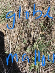 Sphaeralcea munroana